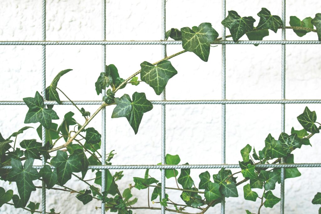 A vibrant ivy vine climbing a wire mesh fence, set against a bright wall background.